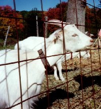 The goats I am watching.